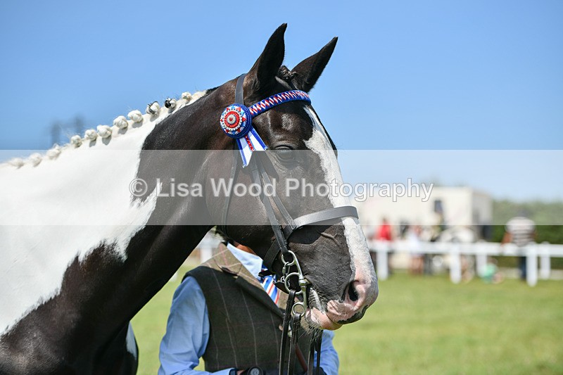 DSC_7857 - Class 65: Coloured Horse 4yrs & Over