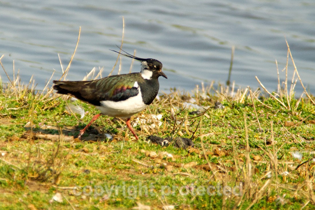 Lapwing - Lackford Lakes - Suffolk - Birds