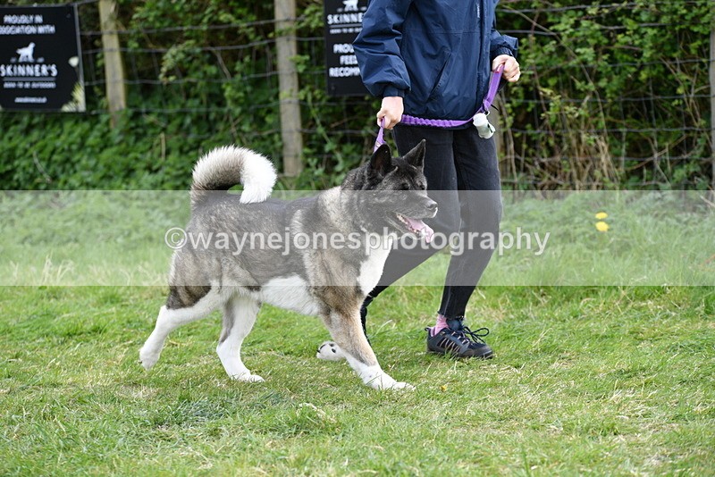 WJ5_9985 - Class 5 Best Veteran / 7 years & over