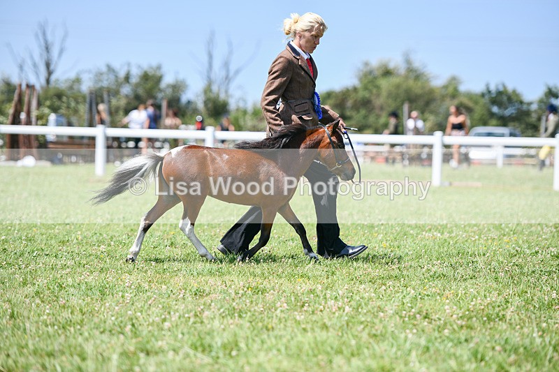 DSC_7268 - Miniature Horse Championship