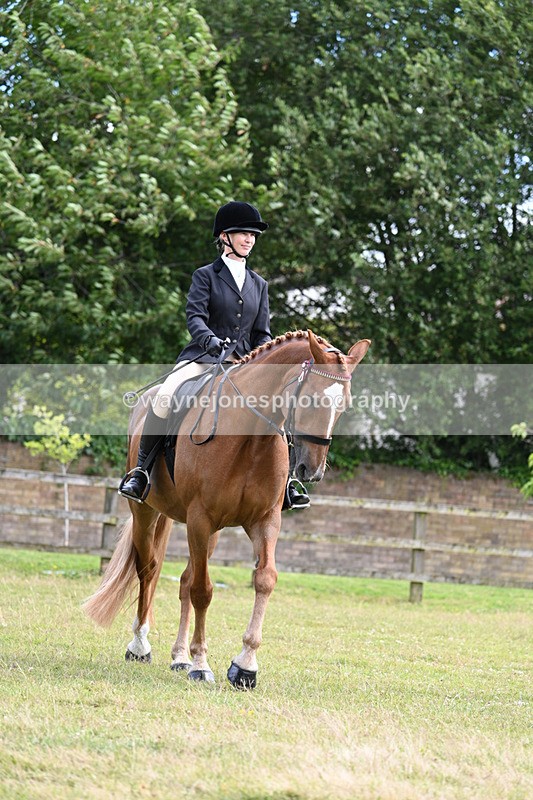 WJ7_8344 - Class 7  Riding Club Show Horse