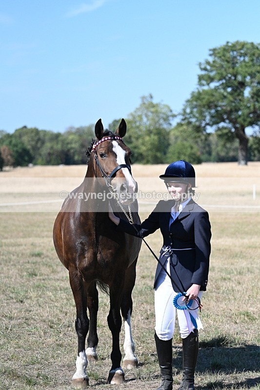 WJ7_1661 - Class 42 Most Handsome Gelding