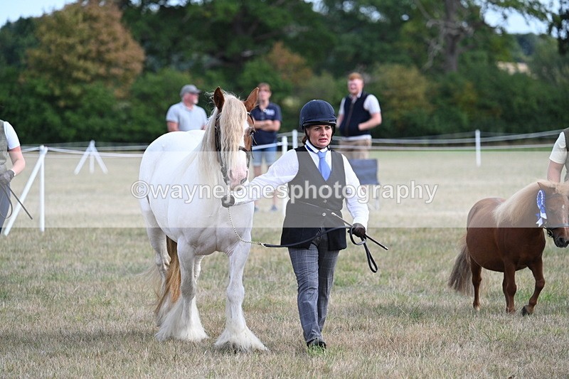 WJ7_8295 - In-hand Championship