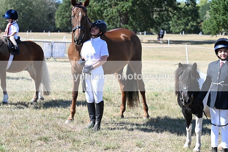 WJ7_1627 - Class 42 Most Handsome Gelding