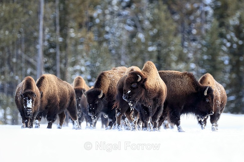 Group of cautious Bison, Yellowstone National Park - Bison