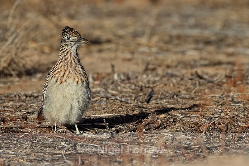 Greater Roadrunner with food, Bosque del Apache, New Mexico - Greater Roadrunner