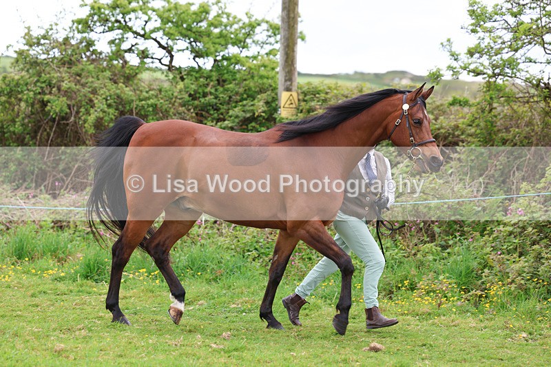 3E7A0772 - In Hand Championship