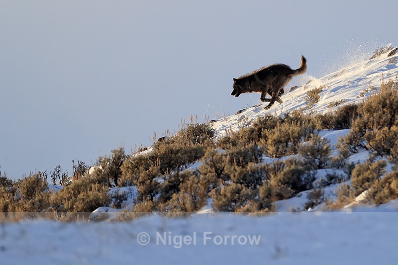 Dark Wolf, Soda Butte Canyon, Yellowstone National Park - Wolf