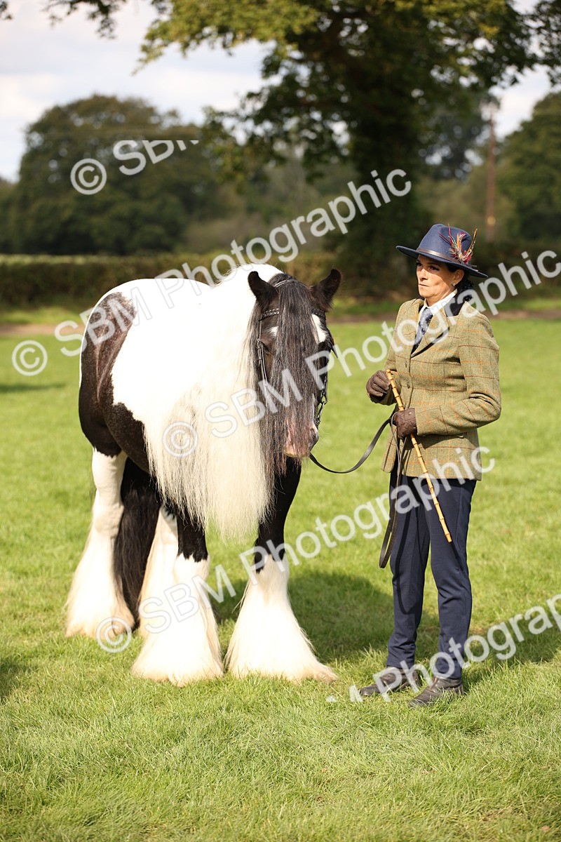 SBM_62309 - S55 - Traditional Cob In Hand