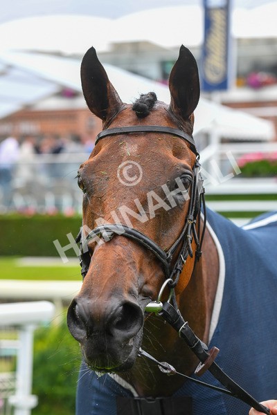 140723-Race 4-Andaleep-0444 - Race 4 3.50pm Azets Handicap