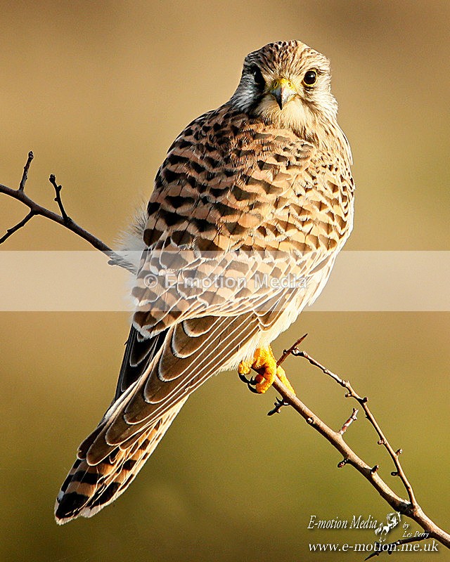 SP 241120 - 162921ab - Nature