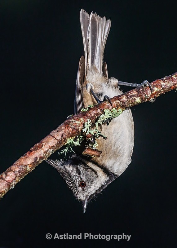Crested Tit - Latest Images