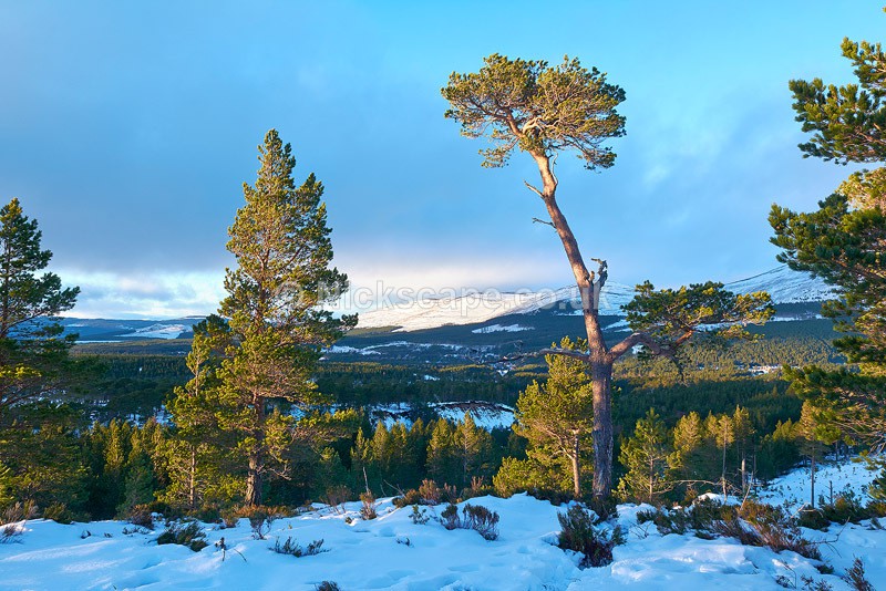 Photo of the Pine Forests above Aviemore in the Cairngorms ...