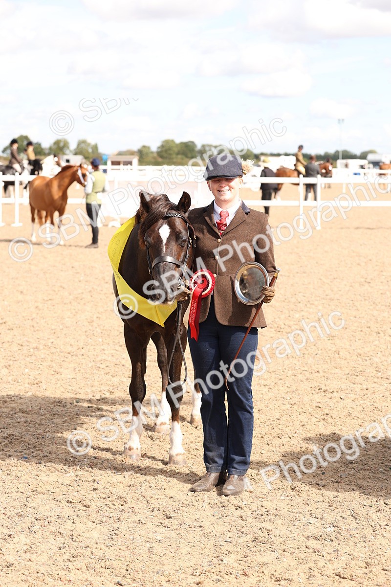 SBM_13989 - Class 205 - IH Show Pony - Show Hunter Pony