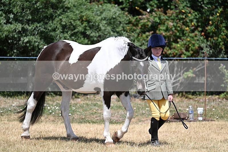 WJ7_2158 - Class 5 Most Handsome Gelding (up to 14.2hh) in hand