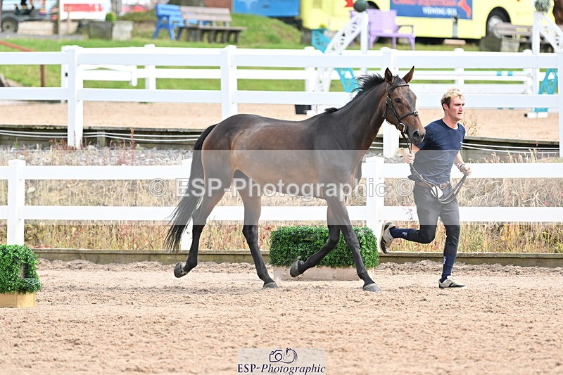 240717A-164511-03512 - Trot Up 4pm to 5pm