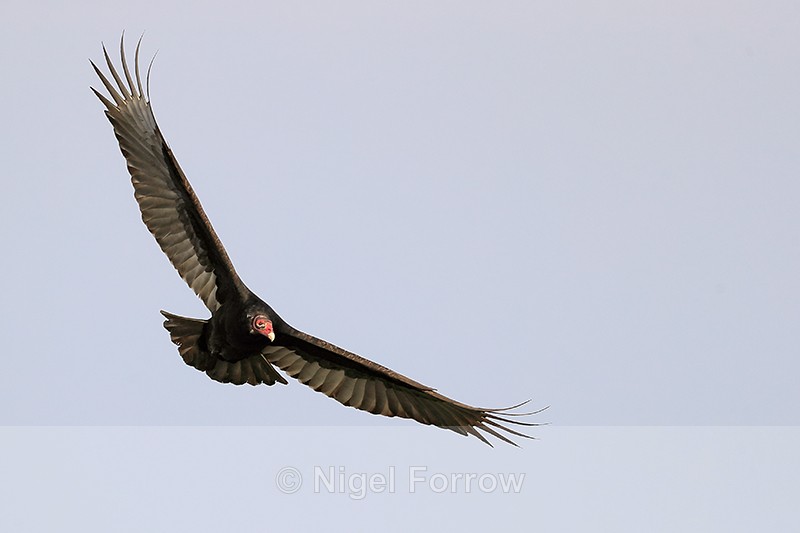 Turkey Vulture in flight, Blue Cypress Lake, Florida - Turkey Vulture