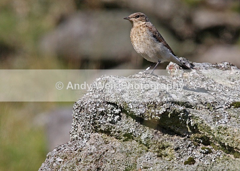 20080713-088 - Wheatear