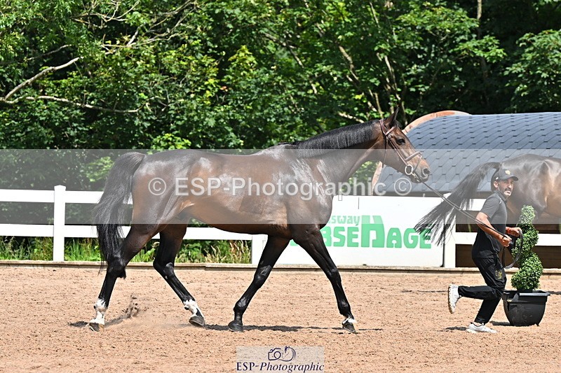 240718A-105259-01401 - Trot Up 12pm to 1pm