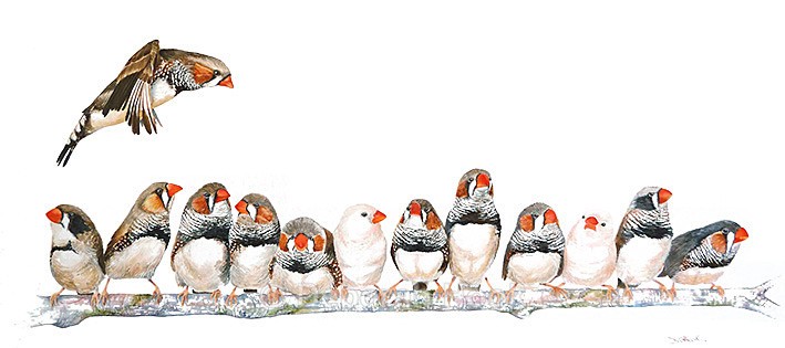 Zebra crossing - Birds