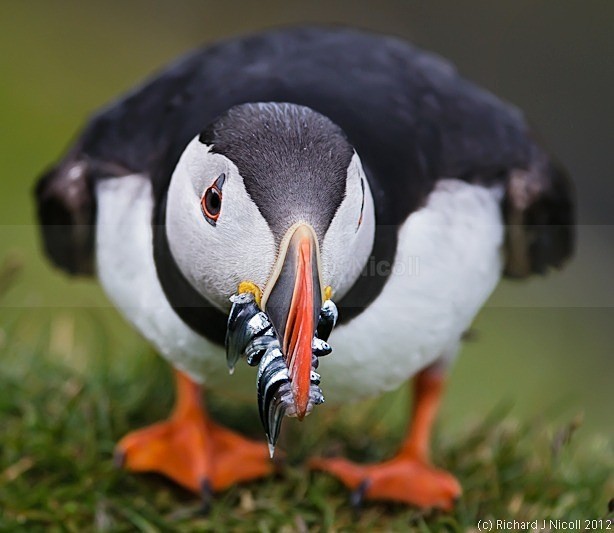 Puffin (Fratercula arctica) Portrait - Puffin (Fratercula arctica)