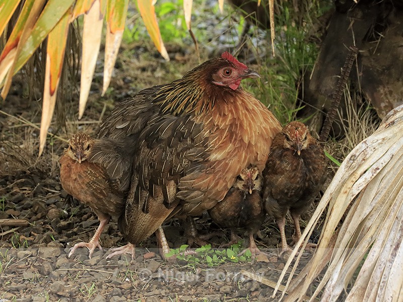 Red Junglefowl, female and chicks, Kauai - Red Junglefowl