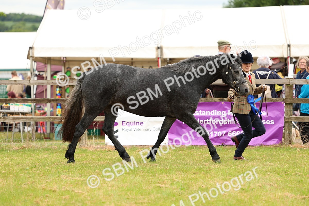 SBM_04142 - Class 64-67 - Shetland Pony In Hand