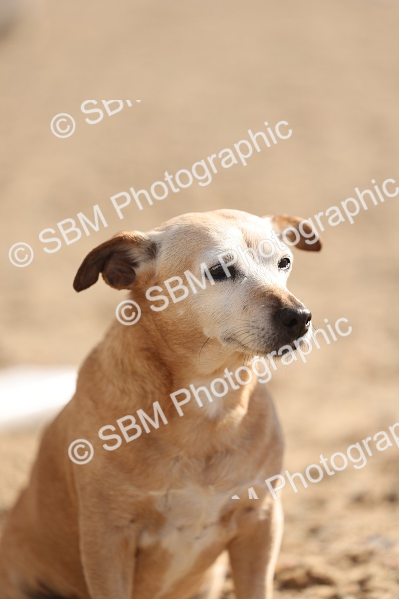 SBM_13063 - Class 305 - Ridden Foreign Breed Pure Bred