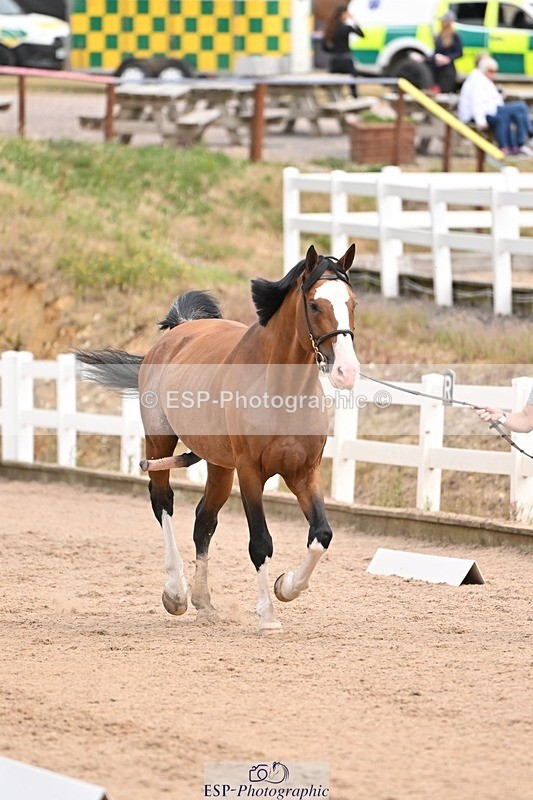 250716-150716-01649 - Trot Up 2.30 to 3.30