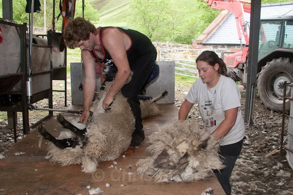6 - Shearing at Glenwhargen Farm