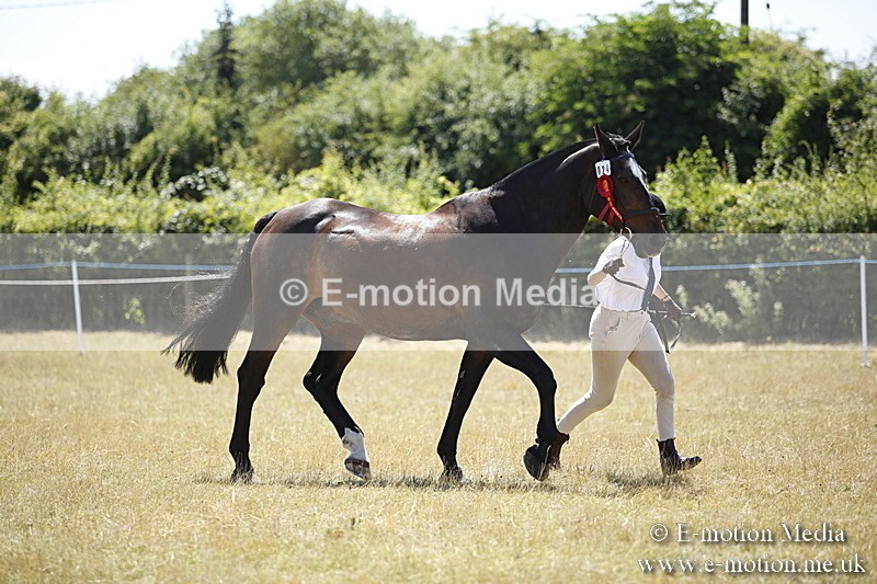 _C7A0144 - In Hand Championship BVRC Show 2018