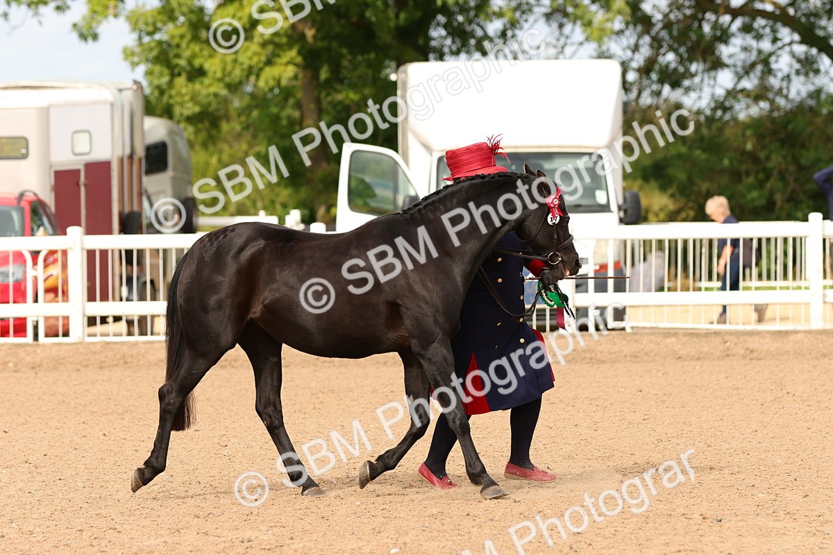SBM_10254 - Class 205 - IH Show Pony - Show Hunter Pony