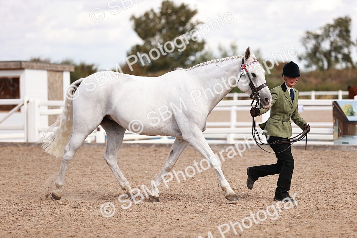 SBM_14200 - Class 407 - IH Hack Riding Horse