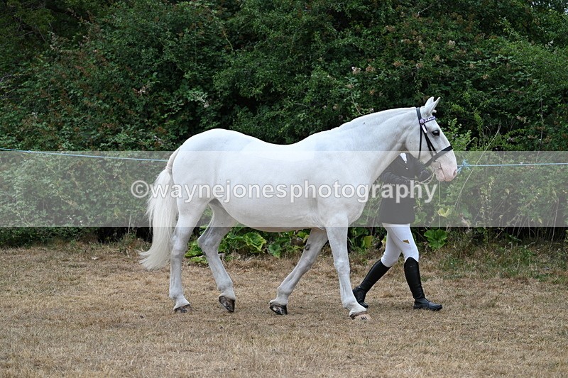 WJ7_8622 - Class 4a Prettiest Mare 14.2hh and over