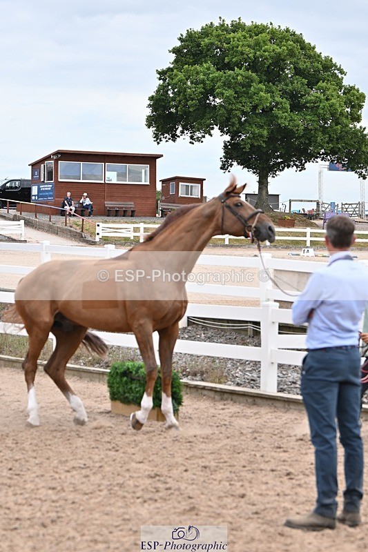 250716-143354-01208 - Trot Up 2.30 to 3.30