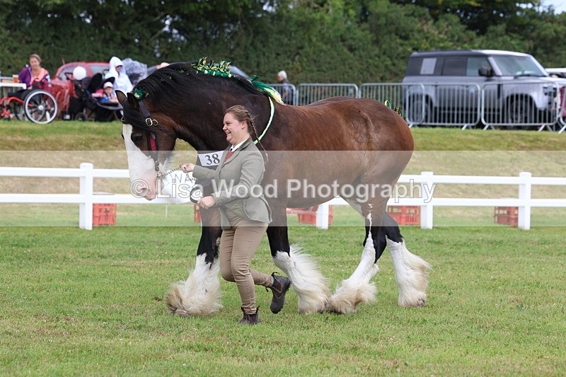 3E7A0767 - Class 7: Heavy Horse In Hand