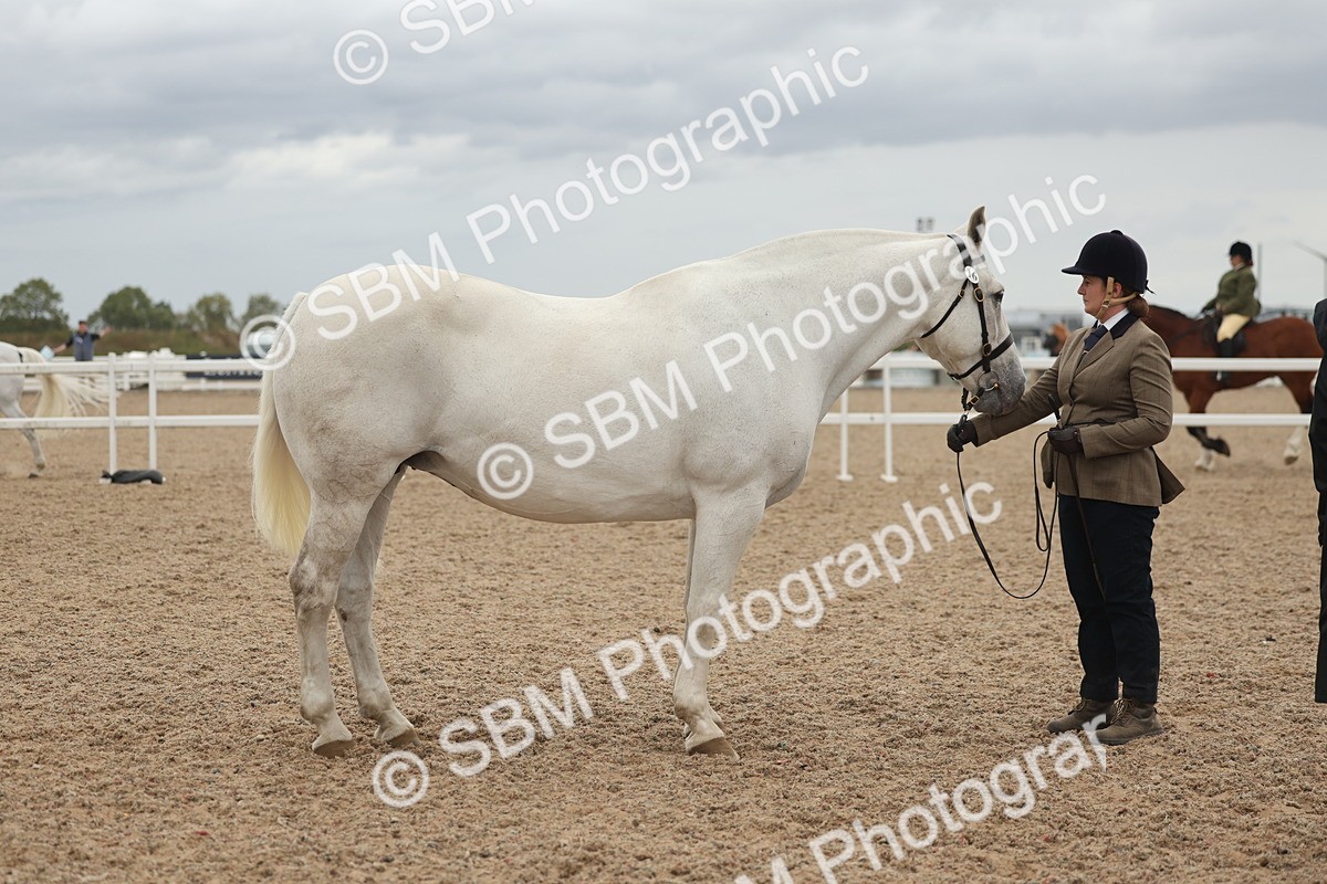 SBM_19315 - Class 317 - IH Pure Bred Horse-Pony