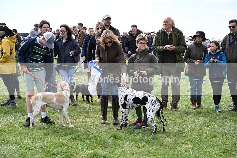 WJ6_9108 - Class 8 Best Working / Gun Dog or Bitch