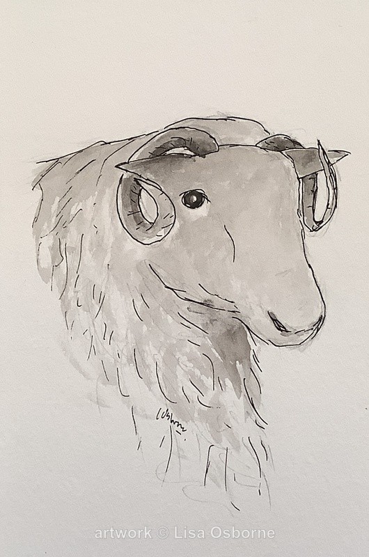 Sheep - Animals