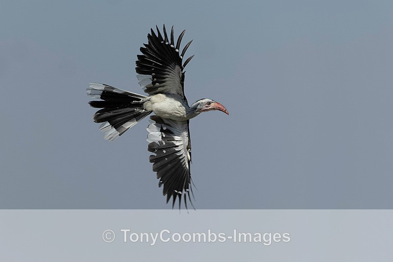 Southern Red-billed Hornbill - Botswana ~ Birds