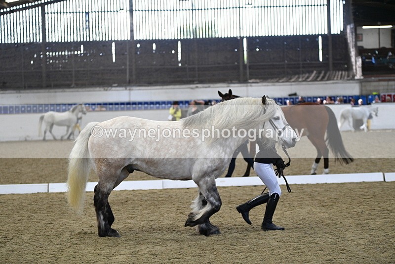 WJ5_4344 - Class 6 In hand M&M - Large Breeds