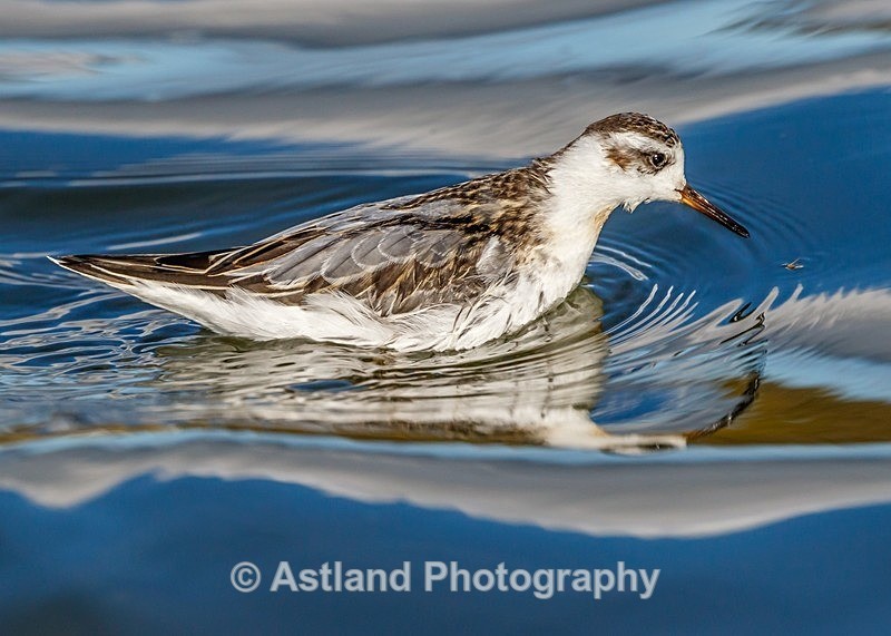 Astland Photography, Bird and Wildlife Images, Susan and Peter Wilson, U.K.