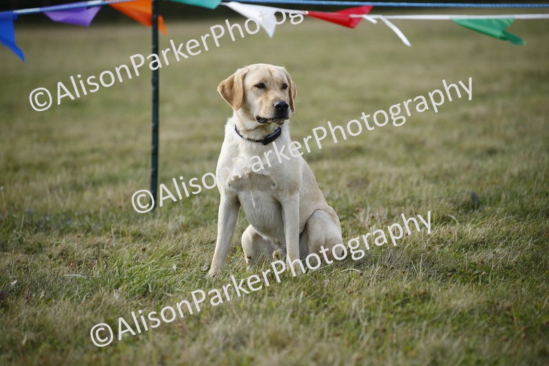 20250831-3919 - Dog Show