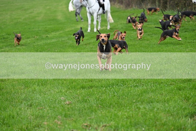WJ7_8786 - Meet Staff & Hounds