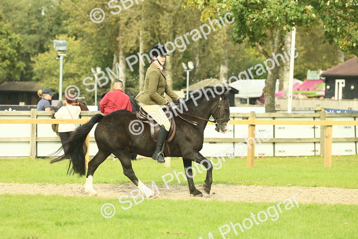 SBM_68218 - S58 - Mini Show Cob Ridden