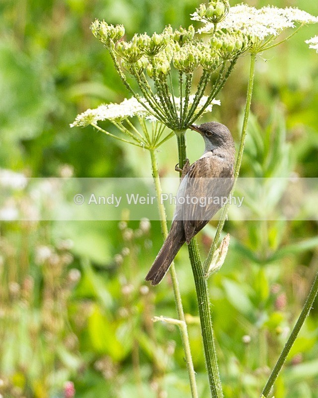 20110702-IMG_6167 - Whitethroat
