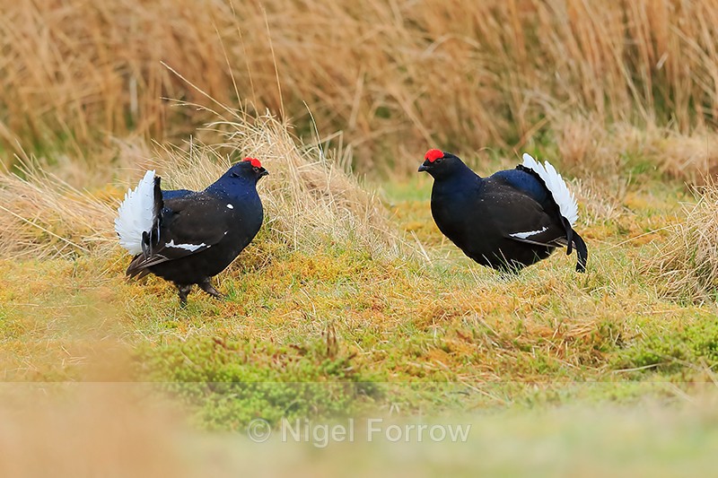 Black Grouse confrontation at lek, Scotland - Black Grouse