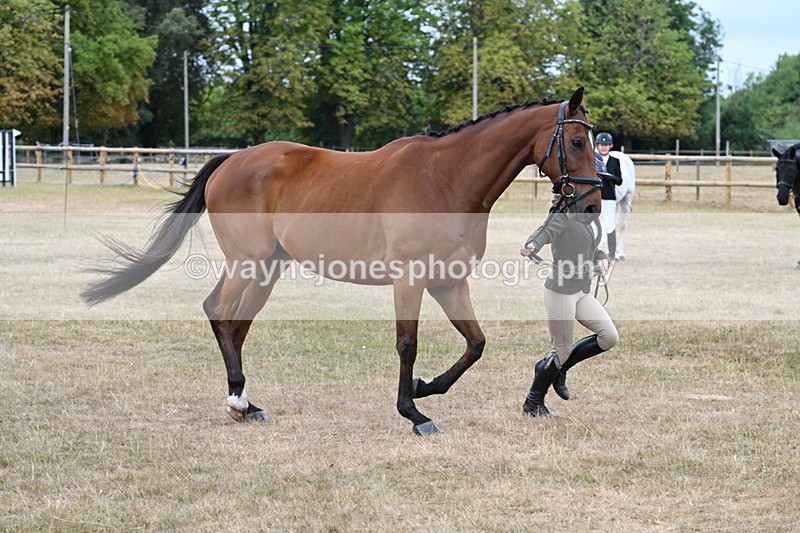 WJ7_9999 - Class 5a Most Handsome Gelding (above 14.2hh)