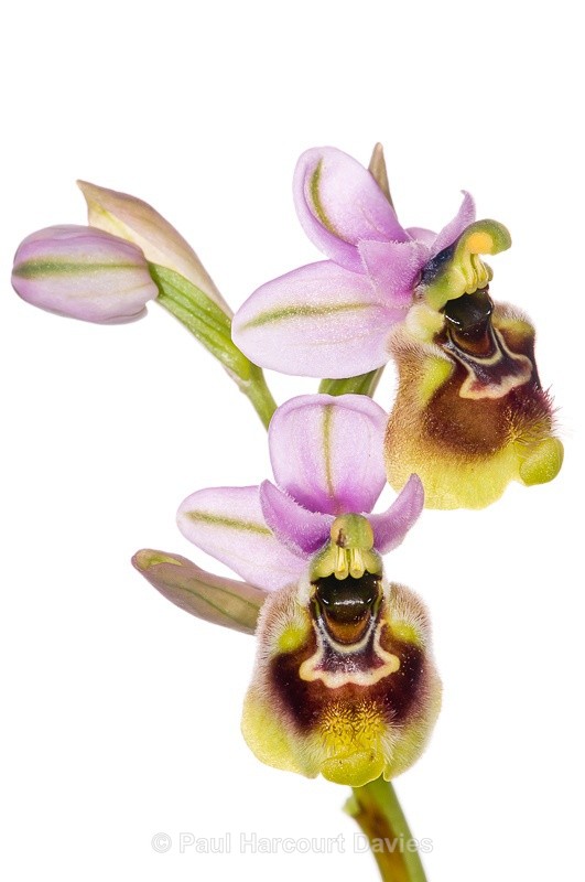  - WB: Orchids - Ophrys