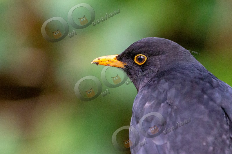 blackbird Turdus merula-5065 - UK birds